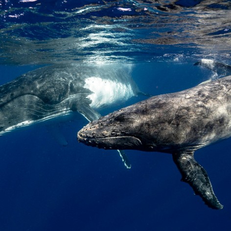 whales